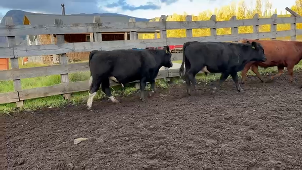 Lote 30 Novillo Engorda en Coyhaique, XI Región Aysén