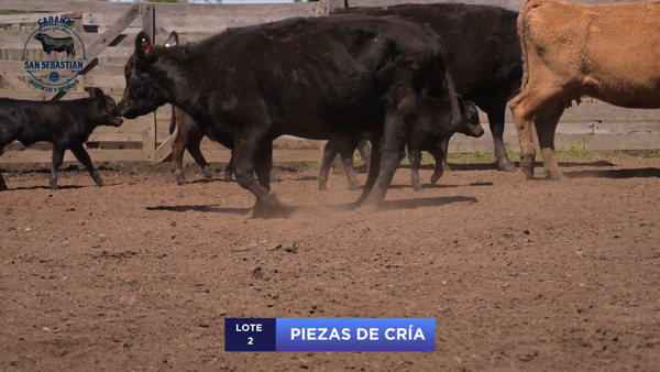 Lote Lote 2 - San Sebastian