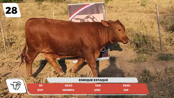 Lote LOTE 28- JUNIOR