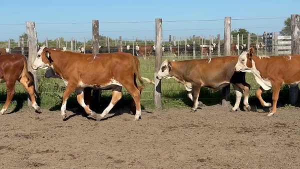 Lote 120 Terneras en Corrientes, Sauce