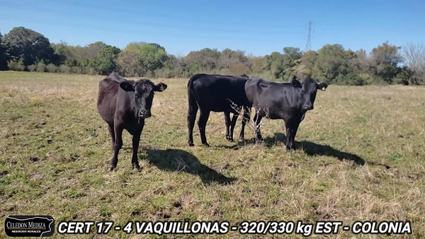 Lote 4 Vaquillonas 1 a 2 años en Colonia