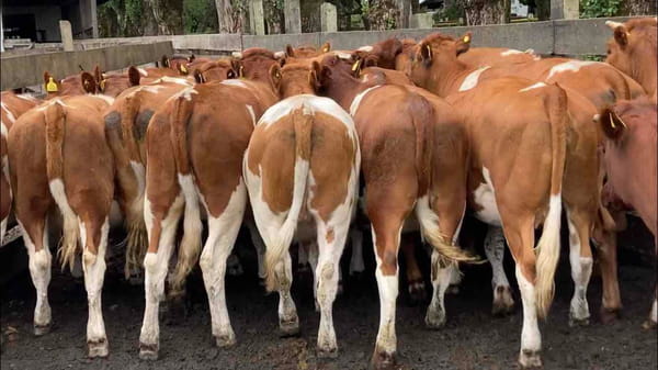 Lote 22 Vaquilla Engorda en Puerto Octay, X Región Los Lagos