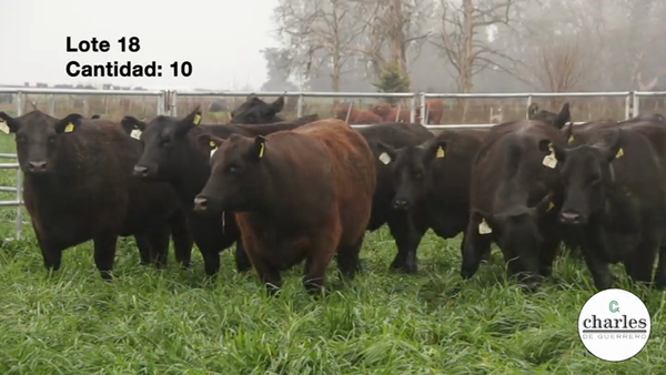 Lote Vaquillonas Negras M.A.S Paricion Primavera