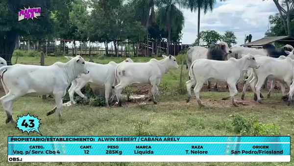 Lote LOTE 43