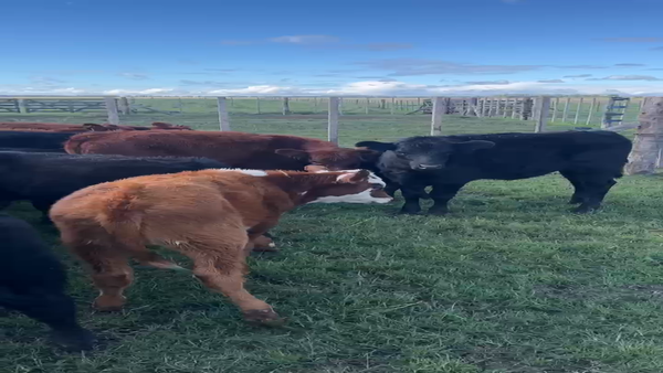 Lote 30 Terneros/as en Benito Juarez