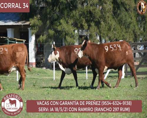 Lote Vaca Braford Cabaña El Retiro
