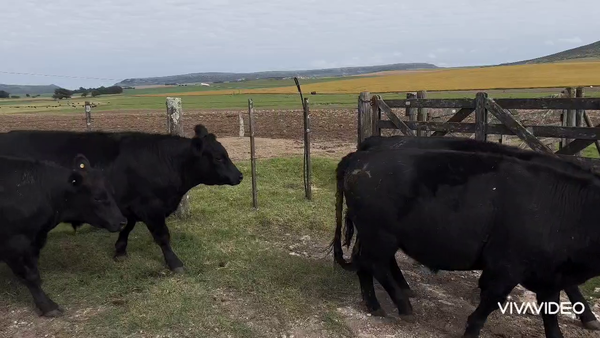 Lote 38 Novillos en Balcarce, Buenos Aires