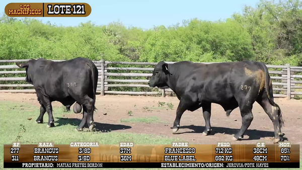 Lote LOTE 121