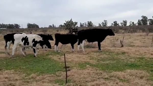 Lote (Vendido)5 Novillos Holando HO 300kg -  en CARDONA
