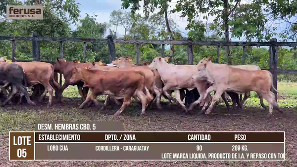 Lote LOTE 5