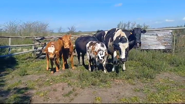 Lote (Vendido)8 Piezas de cría en ZANJA ONDA