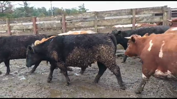 Lote 20 Novillo Gordo en Los Ángeles, VIII Región Biobío