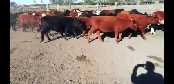 Lote 40 Terneros/as en Villaguay, Entre Ríos