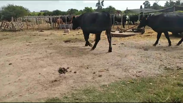 Lote 10 Novillos Holando con angus en Ruta 81 - La cadena