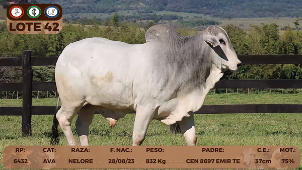 Lote LOTE 42