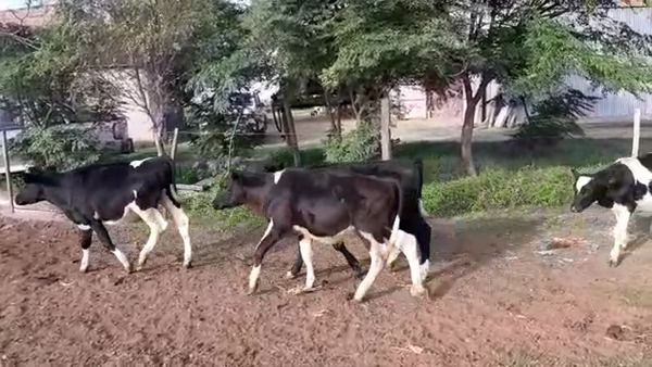 Lote 7 Terneros en Santa Fe, Sunchales