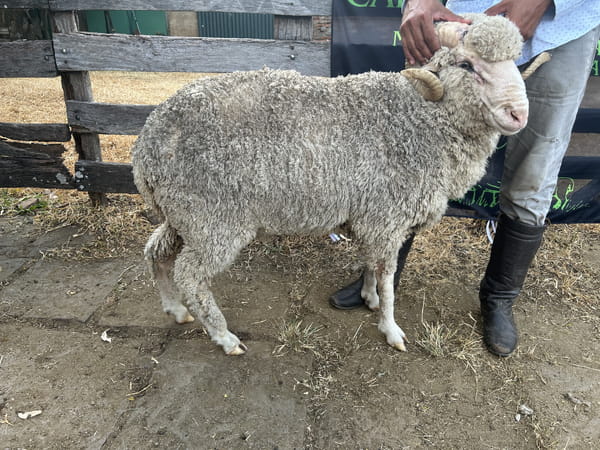 Lote Borrego 2D (MO: No)