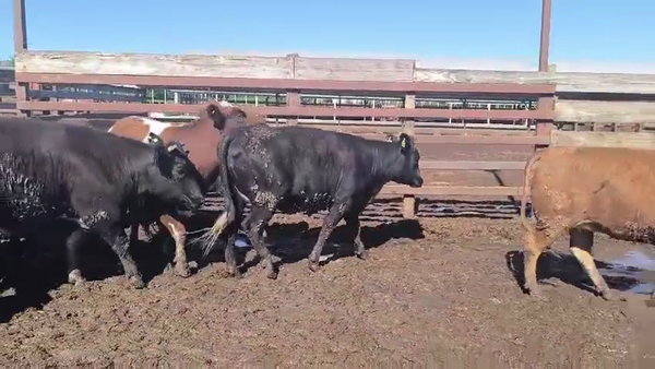 Lote 20 Vaquilla Gorda en Los Ángeles, VIII Región Biobío