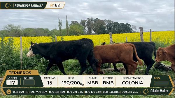 Lote 15 Terneros en Colonia