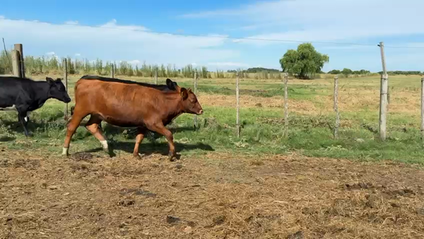 Lote VAQUILLONAS 1 a 2 AÑOS