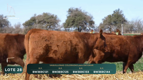 Lote VAQUILLONAS PC para ENTORAR
