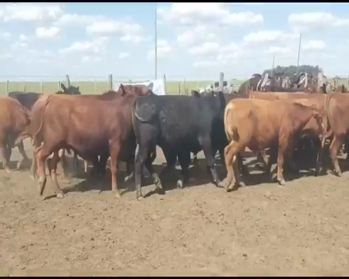 Lote 35 Toros de invernar en San Salvador, Entre Ríos