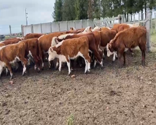 Lote TERNEROS