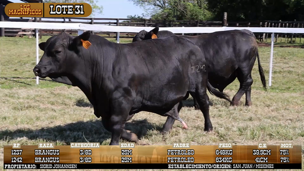 Lote LOTE 31 - VIVO