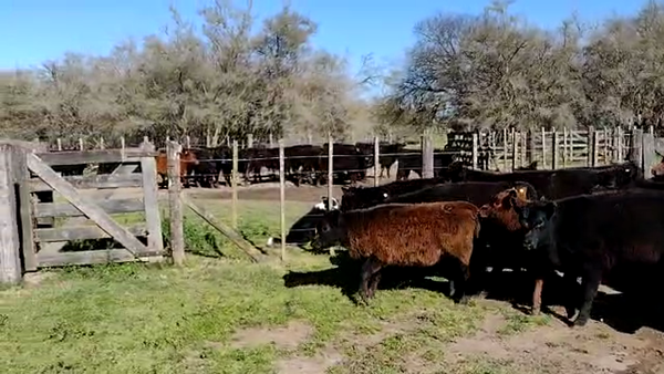 Lote 32 Terneras en Punta Indio, Buenos Aires