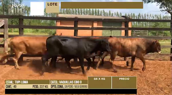 Lote LOTE 35 -  40 VAQUILLAS PREÑADAS CBO 0