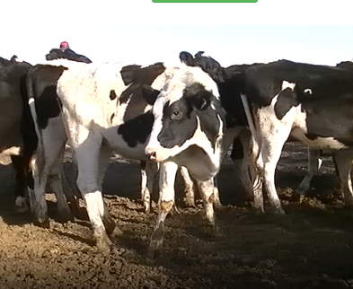 Lote 12 Vaquillonas en Esperanza, Santa Fe