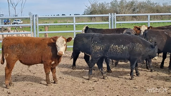 Lote 50 Novillitos