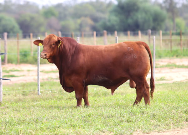 Lote LOTE 78
