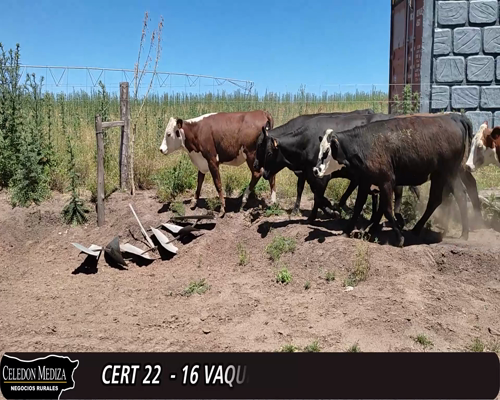 Lote (Vendido)16 Vaquillonas 1 a 2 años 5 HE,  5 AA,  1 HE X NO,  1 AA X HO,  2 AA X HE,  1 NO X HO 322kg -  en - CERRO CARMELO