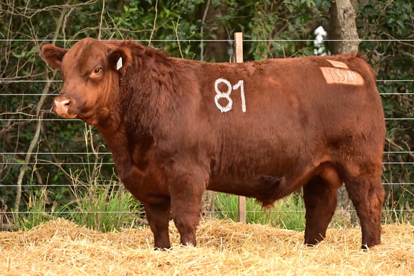 45520 — TOROS ANGUS PC