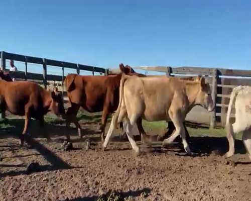 Lote 70 Terneros/as en Tres Lomas, Buenos Aires