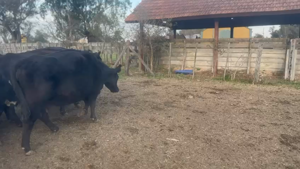 Lote 23 Vacas C/ gtia de preñez