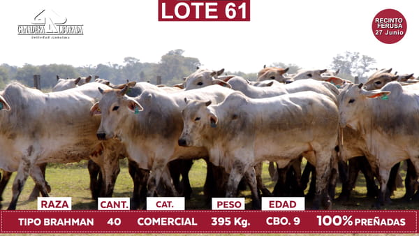 Lote Reproductores de Alborada - Lote 61