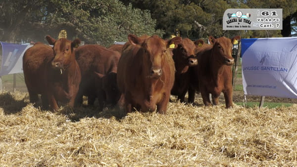 Lote VAQUILLONAS  PC  PARICION PRIMAVERA