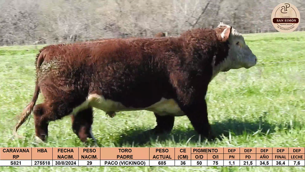 Lote TOROS PUROS REGISTRADOS "SAN SIMON"