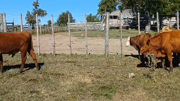 Lote 13 Terneros 4 HE/ RA - 1 HO/ AA - 2 CH - 6 RA 155kg -  en RODO