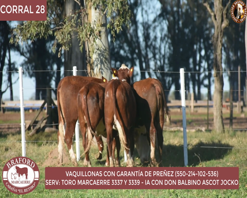 Lote Vaquillona Braford Cabaña El Retiro