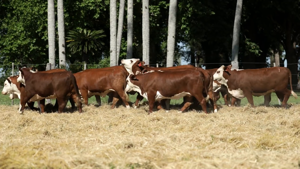Lote Vaquilla Para Servicio