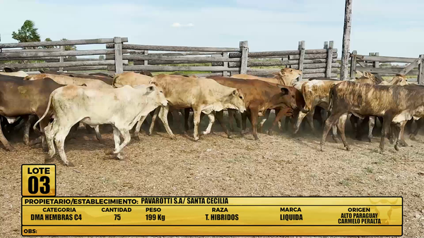 Lote LOTE 3