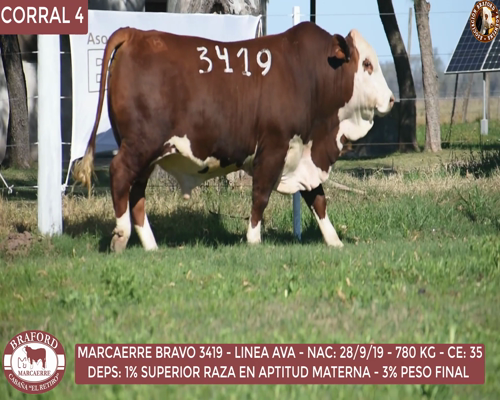 Lote Toro Braford Cabaña El Retiro