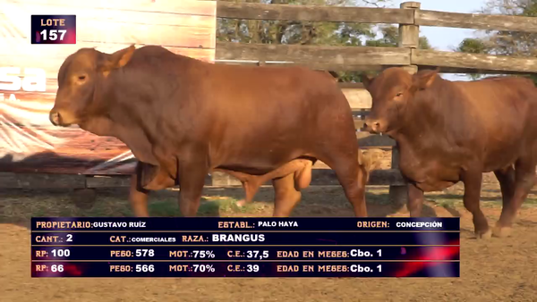 Lote GUSTAVO RUIZ - LOTE 157