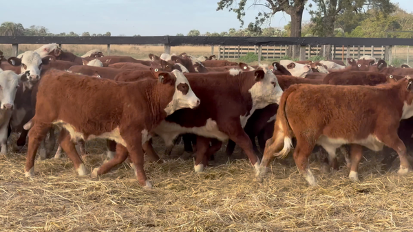 Lote 80 Terneros