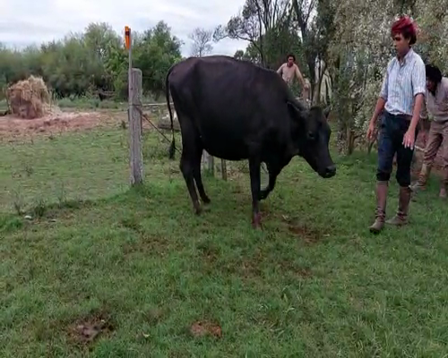 Lote Vaca KIWI 450kg - , San José