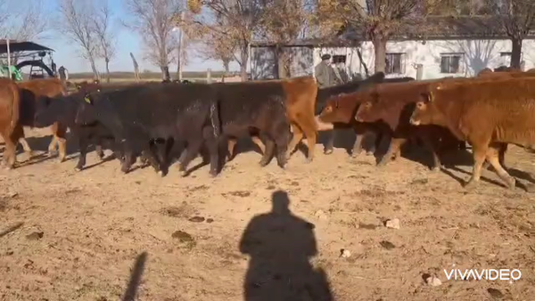 Lote 54 Terneros en Gral. Las Heras, Buenos Aires