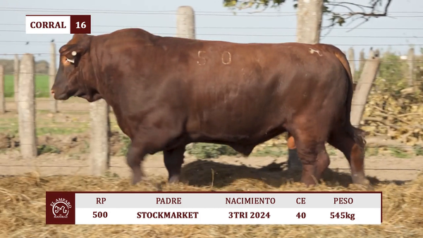 Lote Toros BRANGUS ULTRA RED EL AMPARO